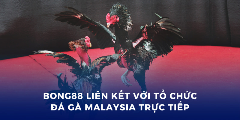 Đá Gà Malaysia Trực Tiếp - Cá Cược Hấp Dẫn Tại Bong88 4 Bong88 liên kết với tổ chức đá gà Malaysia trực tiếp
