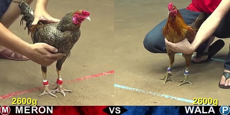 Thưởng Thức Đá Gà Campuchia Trực Tiếp Siêu Cuốn Tại Bong88 4 Các lựa chọn cá cược chỉ có tại đá gà Campuchia trực tiếp