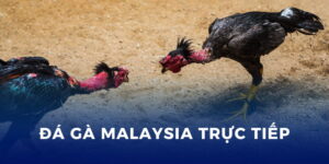 Đá Gà Malaysia trực tiếp