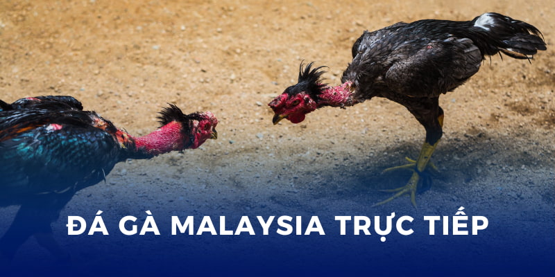 Đá Gà Malaysia Trực Tiếp - Cá Cược Hấp Dẫn Tại Bong88 1 Đá Gà Malaysia trực tiếp