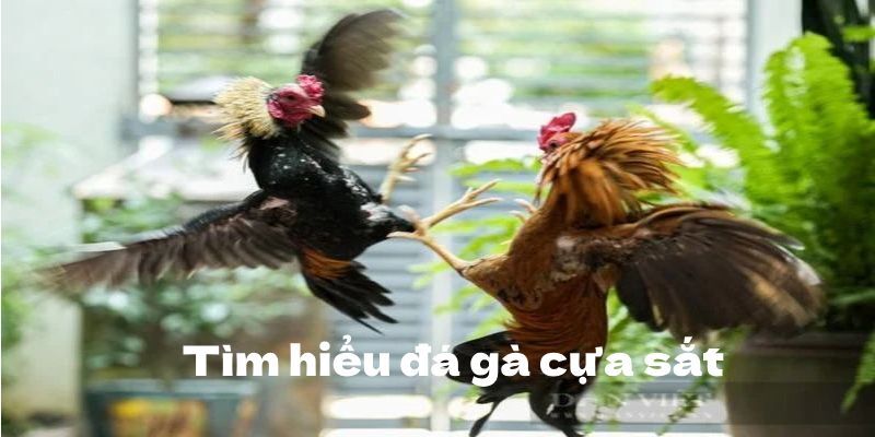 Nguồn gốc về thể loại đá gà cựa sắt