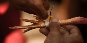 Đá Gà Cựa Sắc Bong88 - Địa Chỉ Tổ Chức Đỉnh Cao Nhất 2025