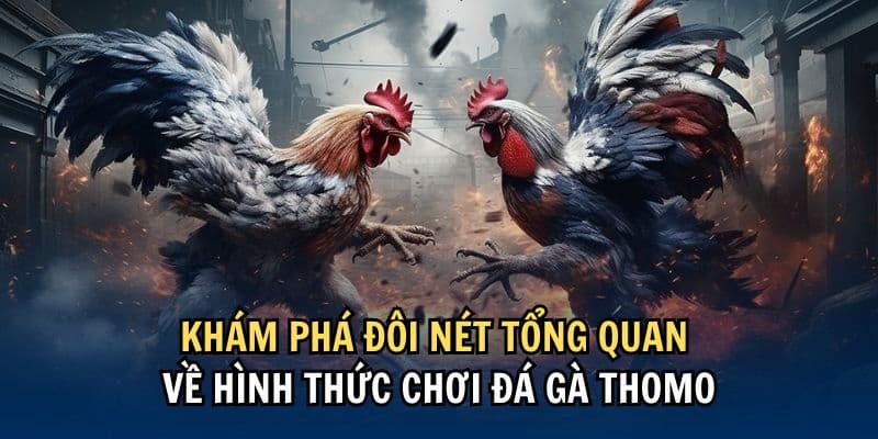 Đá Gà Thomo Trực Tiếp - Thưởng Thức Trọn Vẹn Các Trận Đá Gà 3 Điểm danh một số loại hình thi chọi kê thomo