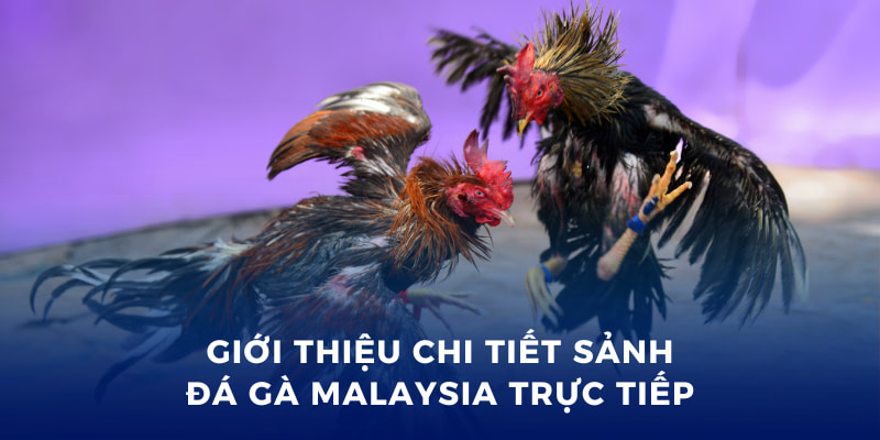 Đá Gà Malaysia Trực Tiếp - Cá Cược Hấp Dẫn Tại Bong88 2 Giới thiệu chi tiết sảnh đá gà Malaysia trực tiếp