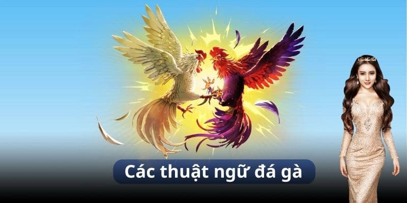 Hướng dẫn dùng các thuật ngữ