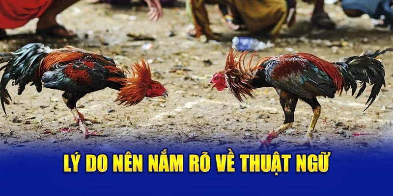 Lý do nên nắm vững các thuật ngữ