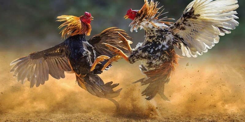 Thưởng Thức Đá Gà Campuchia Trực Tiếp Siêu Cuốn Tại Bong88 3 Những hình thức chọi kê hấp dẫn không thể bỏ lỡ