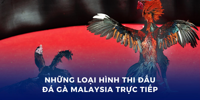 Đá Gà Malaysia Trực Tiếp - Cá Cược Hấp Dẫn Tại Bong88 3 Những loại hình thi đấu đá gà Malaysia trực tiếp