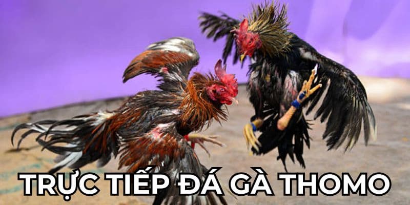 Đá Gà Thomo Trực Tiếp - Thưởng Thức Trọn Vẹn Các Trận Đá Gà 2 Sơ lược thông tin thú vị về đá gà thomo trực tiếp