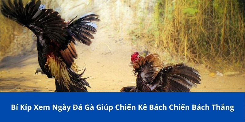 Bí Kíp Xem Ngày Đá Gà Bong88 Giúp Chiến Kê Bách Chiến Bách Thắng 1 Ngũ hành là một bí kíp xem ngày đá gà quan trọng