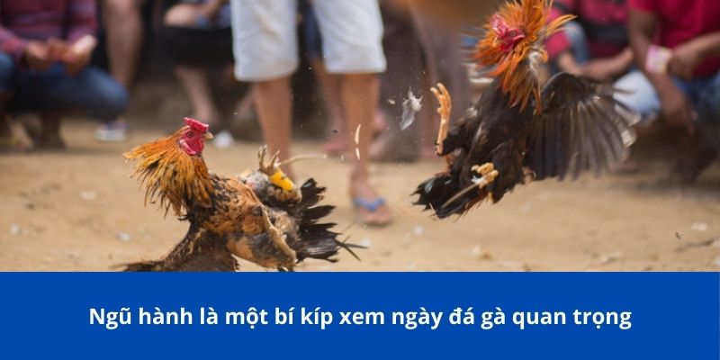 Bí Kíp Xem Ngày Đá Gà Bong88 Giúp Chiến Kê Bách Chiến Bách Thắng 3 Chọn ngày phù hợp dựa trên 12 con giáp