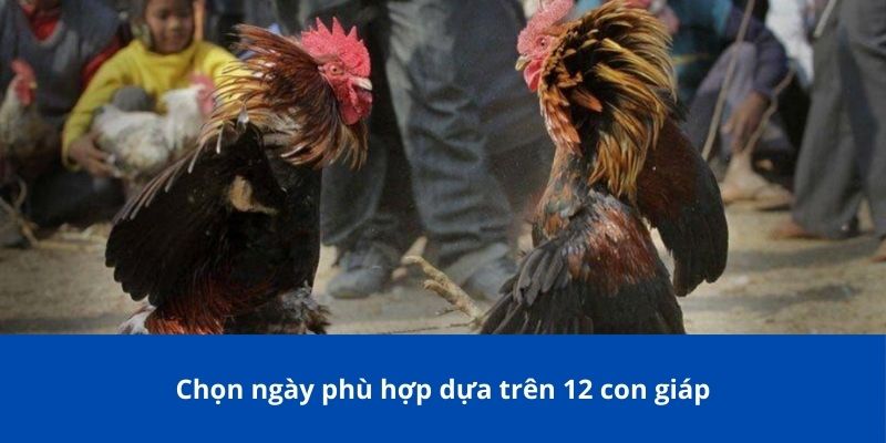 Bí Kíp Xem Ngày Đá Gà Bong88 Giúp Chiến Kê Bách Chiến Bách Thắng 4 Không nên ra trận khi tình trạng của chiến kê không ổn định