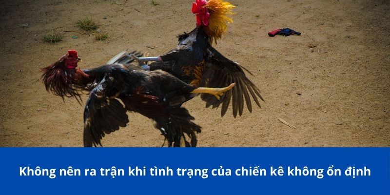 Bí Kíp Xem Ngày Đá Gà Bong88 Giúp Chiến Kê Bách Chiến Bách Thắng 2 Ngũ hành là một bí kíp xem ngày đá gà quan trọng