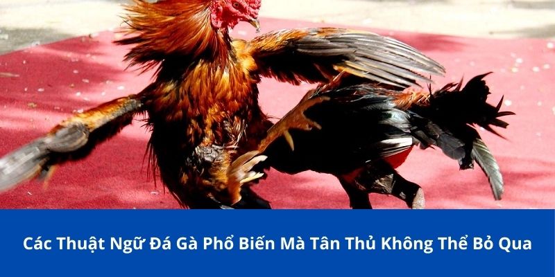 Các Từ Hay Dùng Trong Đá Gà Phổ Biến Mà Tân Thủ Bong88 Không Thể Bỏ Qua 1 cac thuat ngu da ga 1