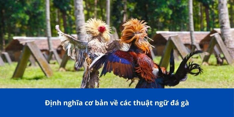 Các Từ Hay Dùng Trong Đá Gà Phổ Biến Mà Tân Thủ Bong88 Không Thể Bỏ Qua 2 Định nghĩa cơ bản về các từ hay dùng trong đá gà