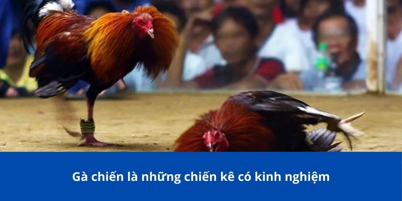 Các Từ Hay Dùng Trong Đá Gà Phổ Biến Mà Tân Thủ Bong88 Không Thể Bỏ Qua 3 Gà chiến là những chiến kê có kinh nghiệm