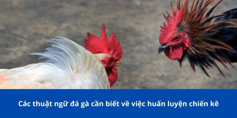 Các Từ Hay Dùng Trong Đá Gà Phổ Biến Mà Tân Thủ Bong88 Không Thể Bỏ Qua 4 Các thuật ngữ đá gà cần biết về việc huấn luyện chiến kê