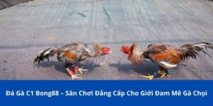 da ga c1 bong88 1