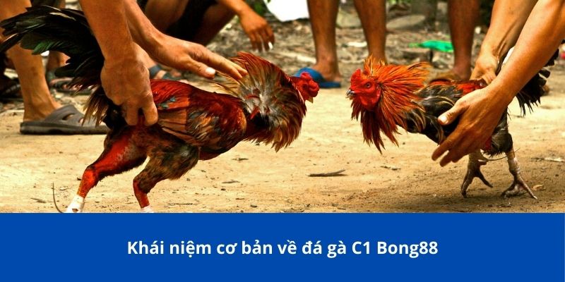 Đá Gà C1 Bong88 – Sân Chơi Đẳng Cấp Cho Giới Đam Mê Gà Chọi 2 Khái niệm cơ bản về đá gà C1 Bong88