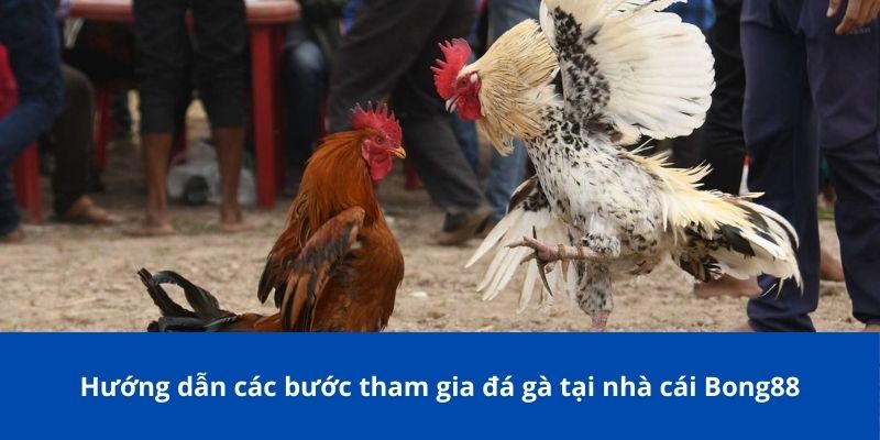 Đá Gà C1 Bong88 – Sân Chơi Đẳng Cấp Cho Giới Đam Mê Gà Chọi 3 Hướng dẫn các bước tham gia đá gà tại nhà cái Bong88