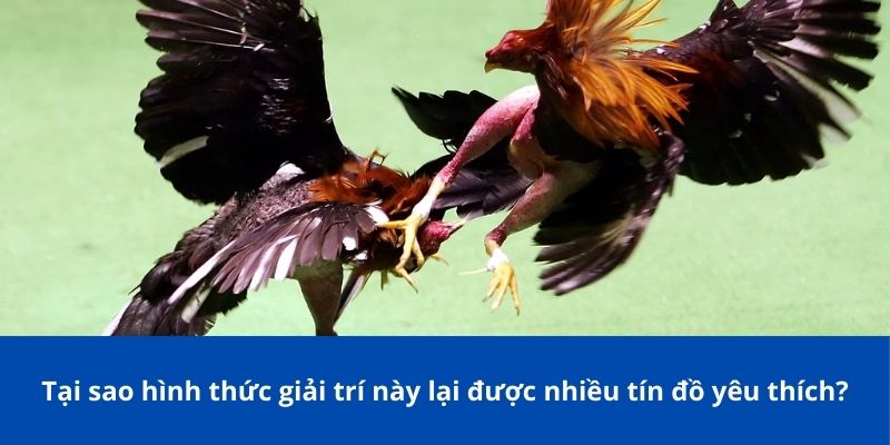Đá Gà C1 Bong88 – Sân Chơi Đẳng Cấp Cho Giới Đam Mê Gà Chọi 4 Tại sao hình thức giải trí này lại được nhiều tín đồ yêu thích?