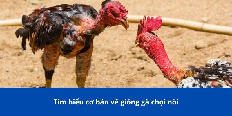 Tìm hiểu cơ bản về giống gà chọi nòi