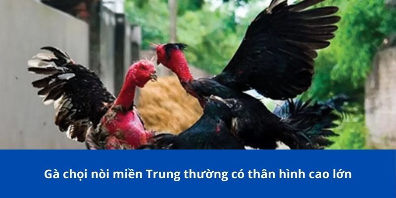 Gà chọi nòi miền Trung thường có thân hình cao lớn