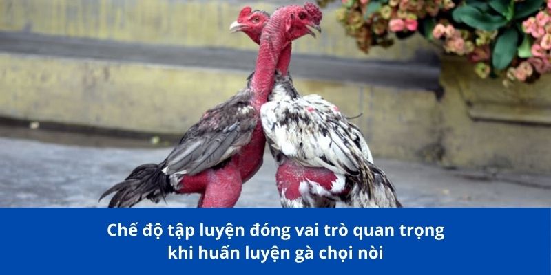Chế độ tập luyện đóng vai trò quan trọng khi huấn luyện gà chọi nòi