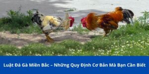Luật Đá Gà Miền Bắc – Những Quy Định Cơ Bản Mà Bạn Cần Biết
