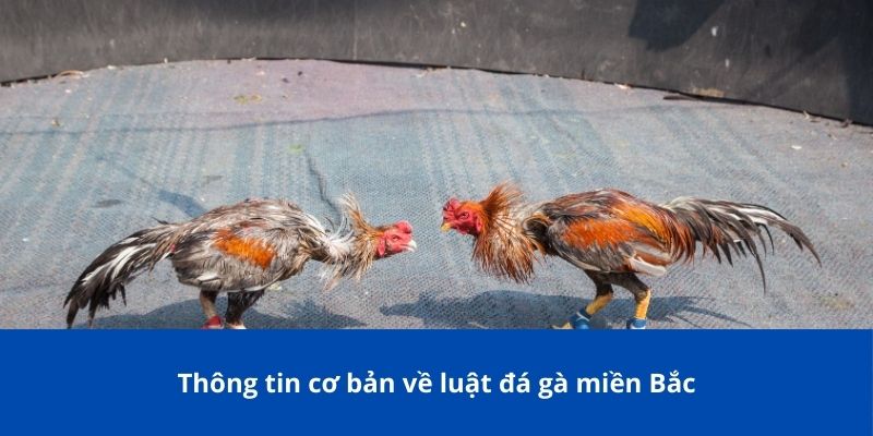 Luật Đá Gà Miền Bắc Bong88 – Quy Định Cơ Bản Mà Bạn Cần Biết 2 Thông tin cơ bản về luật đá gà miền Bắc