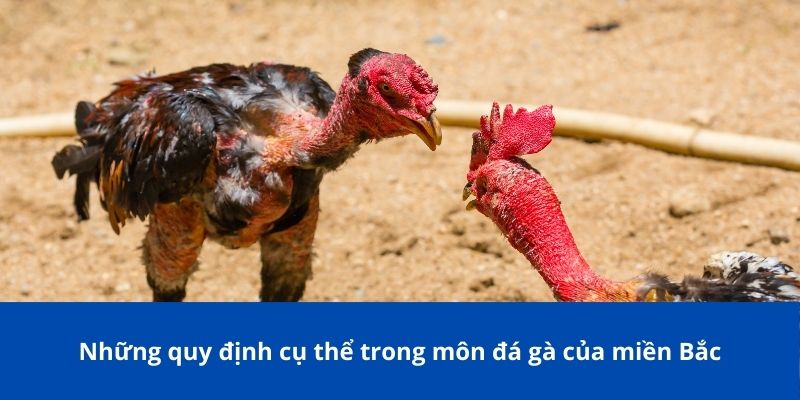 Luật Đá Gà Miền Bắc Bong88 – Quy Định Cơ Bản Mà Bạn Cần Biết 3 Những quy định cụ thể trong môn đá gà của miền Bắc