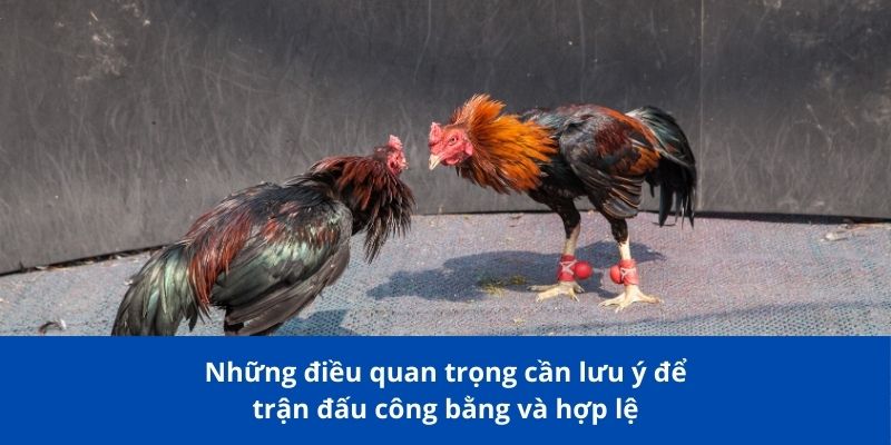 Luật Đá Gà Miền Bắc Bong88 – Quy Định Cơ Bản Mà Bạn Cần Biết 4 Những điều quan trọng cần lưu ý để trấn đấu công bằng và hợp lệ