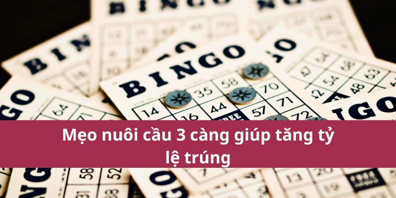 Mẹo nuôi cầu 3 càng giúp tăng tỷ lệ trúng